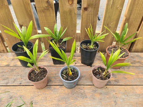 Trachycarpus fortunei pure - fortunei,,