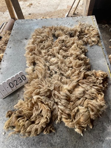 Portland raw unwashed sheep - portland,