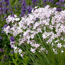 Tulbaghia Purple Eye 2 Litre