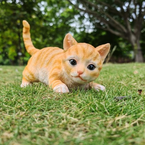 Cute orange tabby cat - tabby, garden