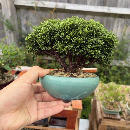 Itoigawa juniper bonsai with - juniper, a
