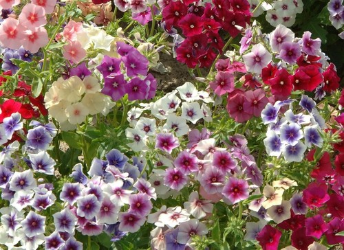 Phlox tapestry seeds - tapestry,