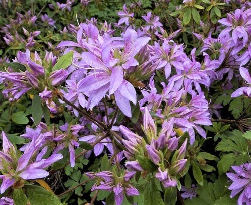 Purple spider azalea - spider, (