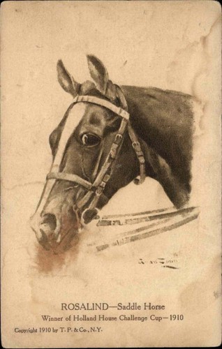 Rosalind saddle horse - rosalind,