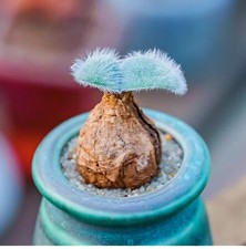 1.5-2cm 1PCS Live Strumaria Villosa Beautiful Garden Outdoor Rare Planting