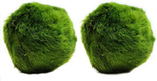 2 Large Marimo Moss Balls