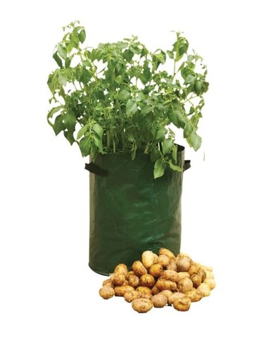 Plant grow bags potato - plant,