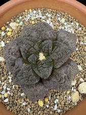 Ariocarpus Hybird Godzilla Own Roots