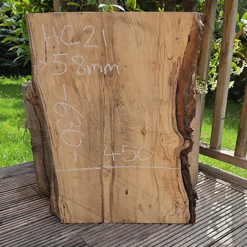 Spalted chestnut live - chestnut,
