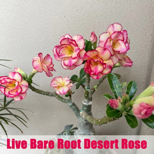 Live bare root desert rose - bare,