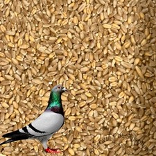Premium Wheat Feed for Racing Pigeons Dove Birds BULK SALE UP TO 25 Pounds