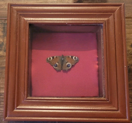 Vintage peacock butterfly - peacock,
