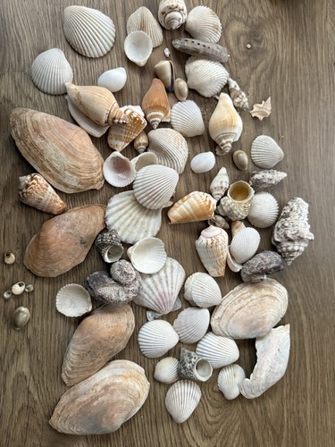 Bag mixed sea shells craft - mixed,