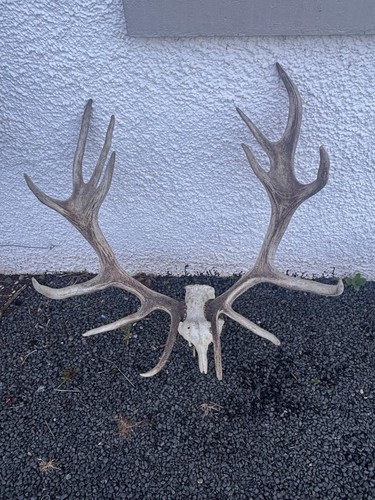 Imperial scottish red stag - scottish,