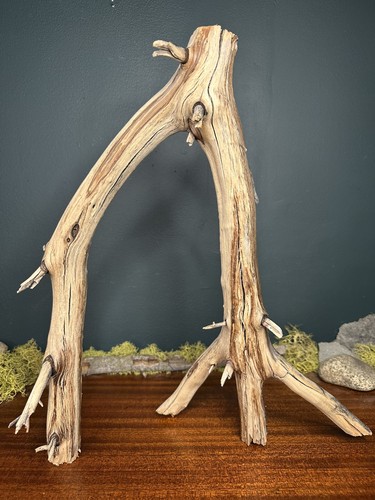 Large manzanita - 17”,
