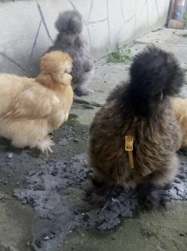 Silkie eggs - 6,