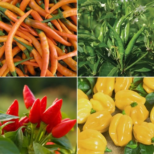 Pepper hot seeds huge - seeds,