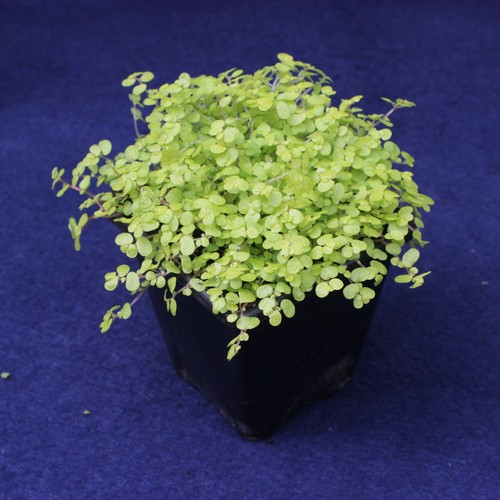 Baby tears plants yellow - baby's,