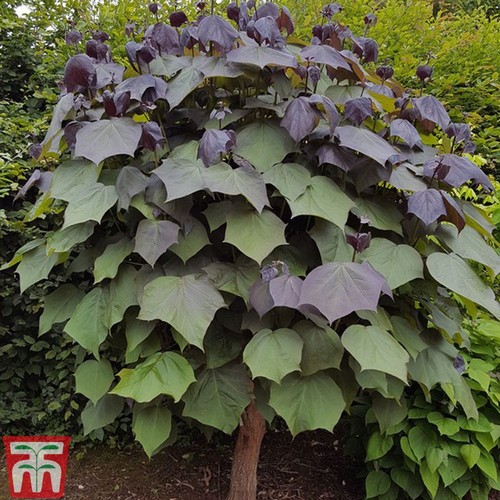 Catalpa purpurea purple leafed - catalpa,