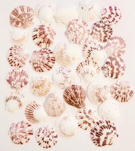 Pcs scallop shells natural - pcs,