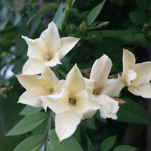 Jasminum clotted cream - jasminum,
