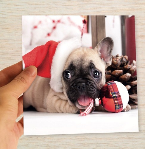 French bulldog christmas cards - french,