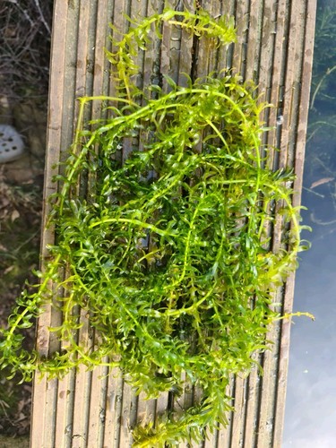 Elodea densa oxygenating - 5,