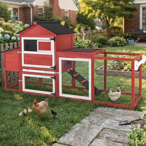 Durable red chicken - chicken, with