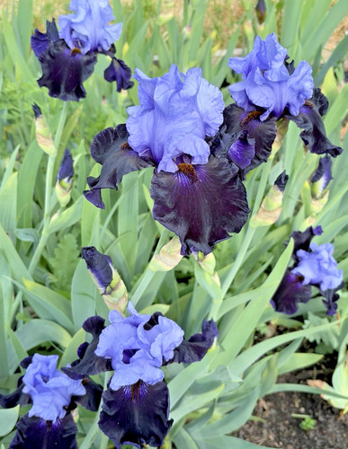 Bearded iris germanica - iris,