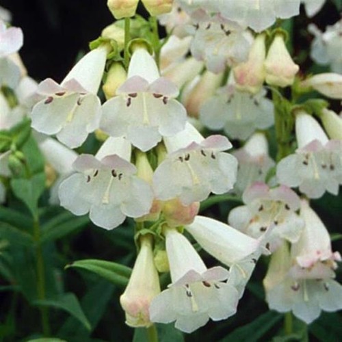 Penstemon wedding day - penstemon, day’
