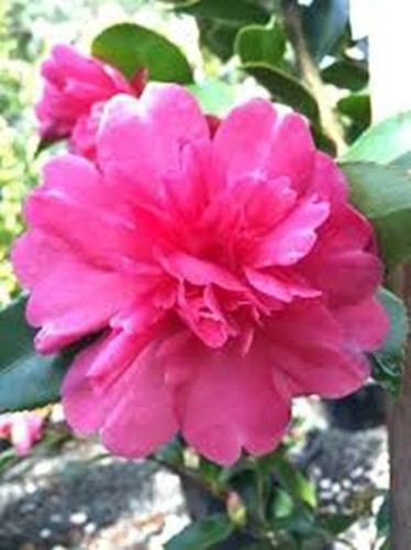 Camellia sasanqua caroline - camellia,