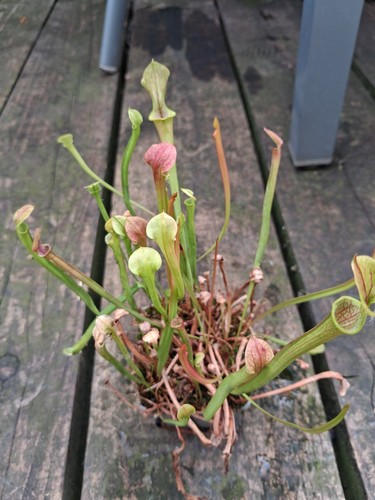 Sarracenia hybrid carnivorous