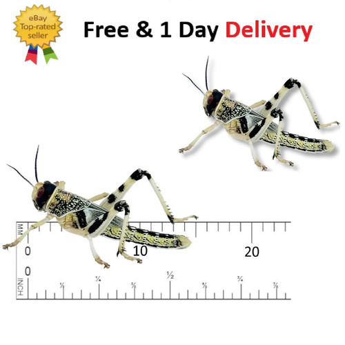 Live locusts - live,