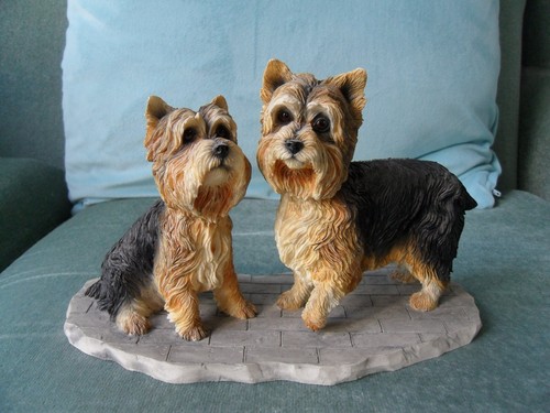 Two yorkshire terriers - two, a