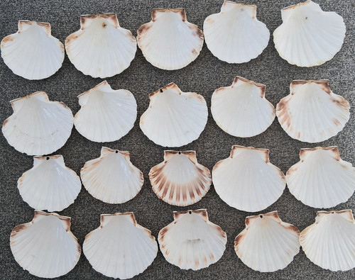 Natural white scallop craft - 20,