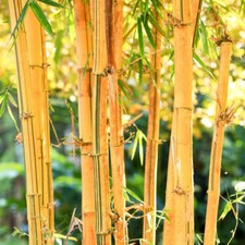 Phyllostachys Aureosulcata