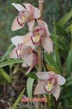 PHOTO  ORCHID CYMBIDIUM HYBRID ORQUIDEA - DE - HASTE