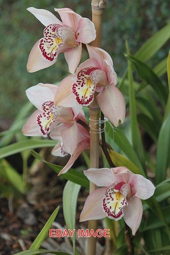 Photo orchid cymbidium - ,