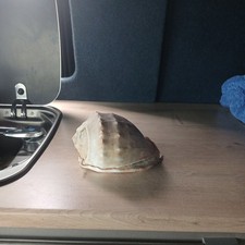 Queen conch beautiful medium - conch,