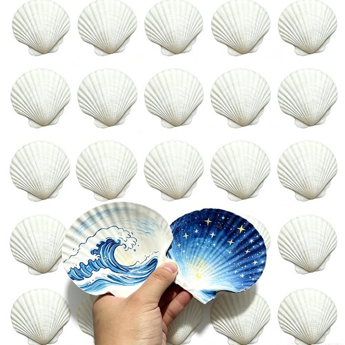 Pcs natural sea shells - 30,