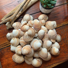 Large lot of 100 cockle shells