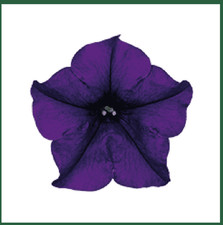 PETUNIA SURFINIA x12 DEEP BLUE