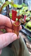 Nepenthes Ventricosa x