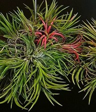 Tillandsia ionantha