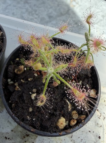 Drosera scorpioides pygmy - scorpioides-,