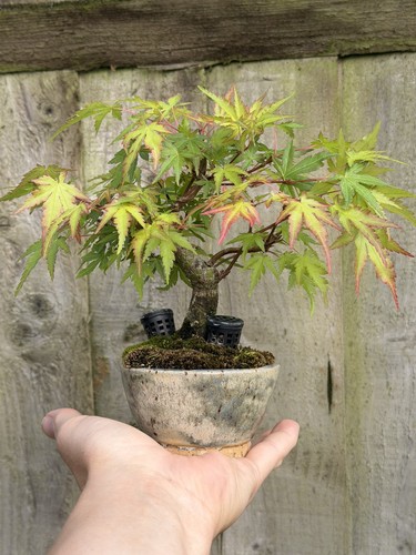 Mame japanese maple bonsai - mame,