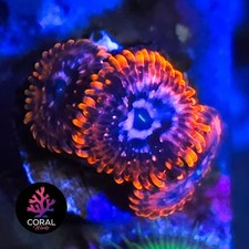 Utter Chaos 3 Head Zoa Frag WYSIWYG