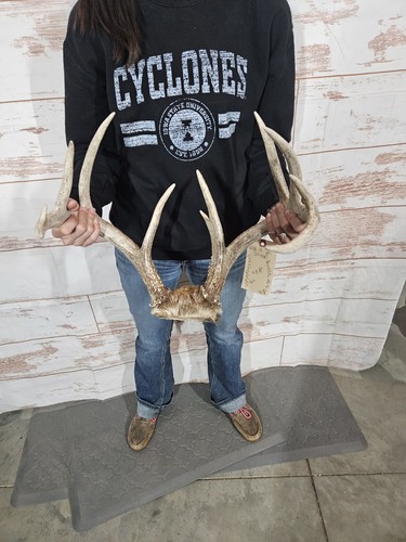 Wild point whitetail deer - whitetail,