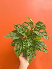 MONSTERA ADANSONII in 6 inch