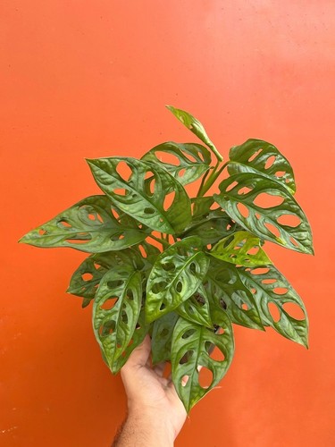 Monstera adansonii inch - in, 6